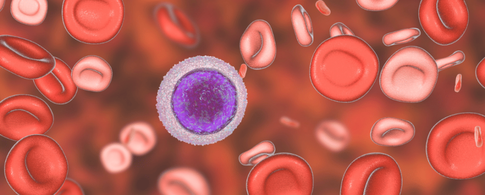 white blood cell diagram