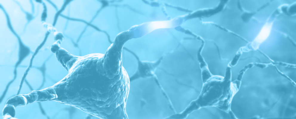 nervous system