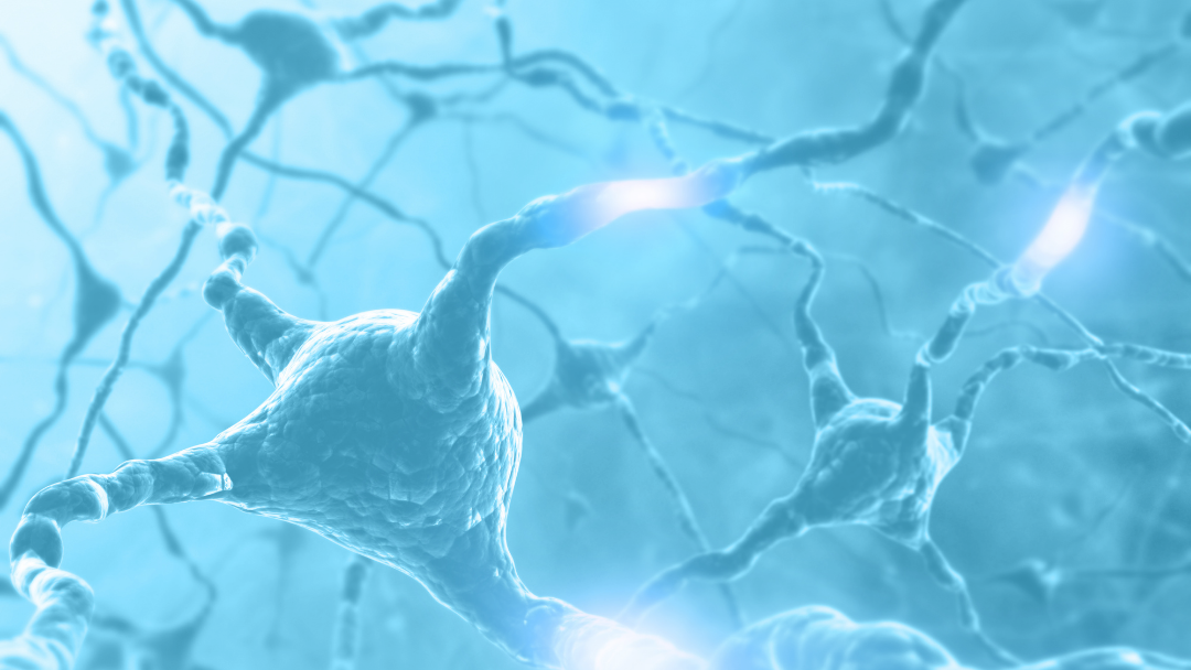 Read more about the article The Nervous System – Your bodies master control system